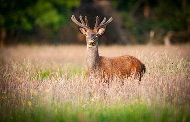 Young  red deer stag in a tall grass summer meadow