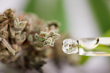 close up recreation marijuana medical cannabis oil cbd