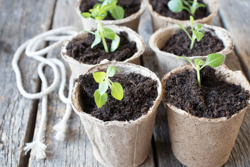 Spring seedlings. Young shoots. Saplings in plastic cups. Small pepper plants