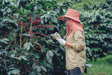 Gardeners who hold a notebook and are studying coffee trees, coffee beans and harvesting.