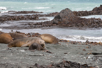 Fototapeta premium Elephant seal(s) on a remote Australian island in the sub-antarctic ocean