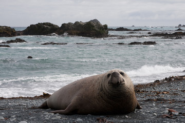 Fototapeta premium Elephant seal(s) on a remote Australian island in the sub-antarctic ocean