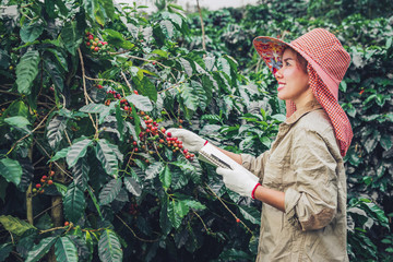 A woman in the hand holding a notebook and standing close to the coffee tree, learning about coffee.