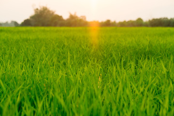 Naklejka na ściany i meble Green rice field during sunset time