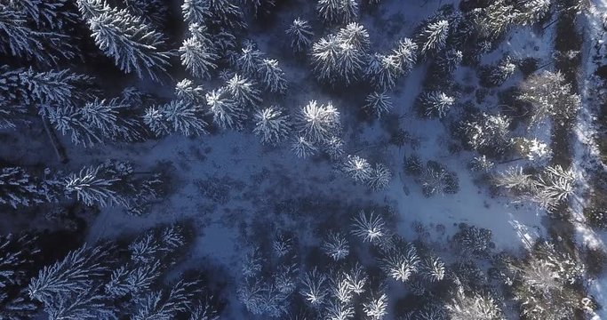 NATURE BACKGROUND 4K Aerial view of a hillside covered in snow with lush birch trees and bare decidous trees. Beautiful clear day with blue sky in the background.