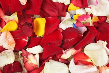 Multi-colored rose petals, background 