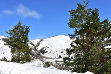 Winter landscape with pine trees and snowy mountains. Ancares Region, Lugo Province, Spain.