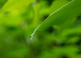 The raindrop on a branch in forest