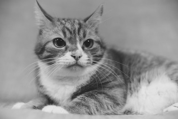 Portrait of a ginger domestic cat on a gray background in the studio.