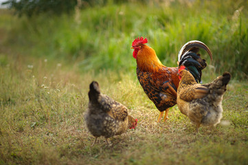 Colorful golden cock walks with his hens on the background of lush green grass in the sunset