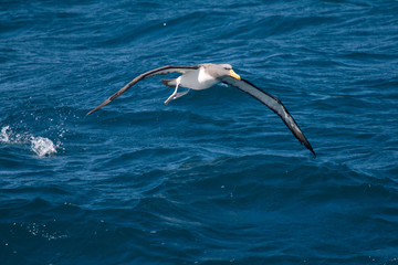 Chatham Island albatross (Thalassarche eremita)