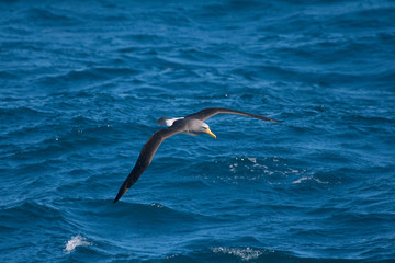 Fototapeta na wymiar Chatham Island albatross (Thalassarche eremita)