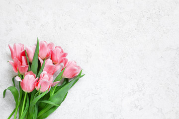 White textured background with fresh tender tulips