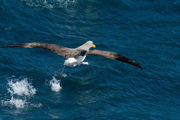 Chatham Island albatross (Thalassarche eremita)