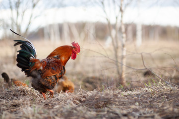 Colorful red cock walks with his hens
