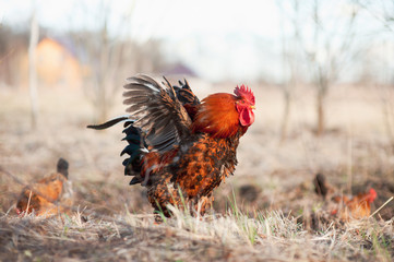 Colorful red cock walks with his hens