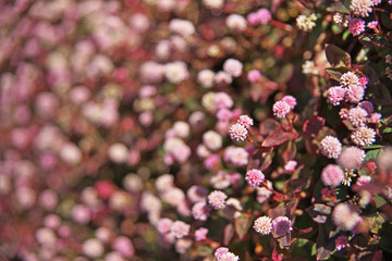 ピンクや赤のヒメツルソバの花