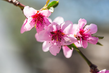 Fototapeta na wymiar Beautiful blooming peach trees in spring on a Sunny day. Soft focus, natural blur