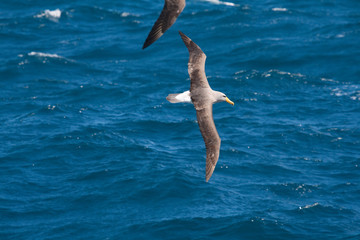 Chatham Island albatross (Thalassarche eremita)