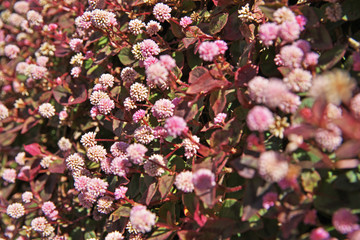 ピンクや赤のヒメツルソバの花