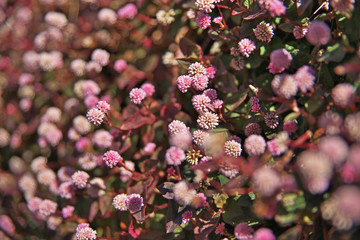 ピンクや赤のヒメツルソバの花