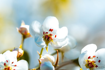 Beautiful blooming apple trees in spring on a Sunny day