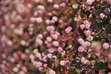 ピンクや赤のヒメツルソバの花