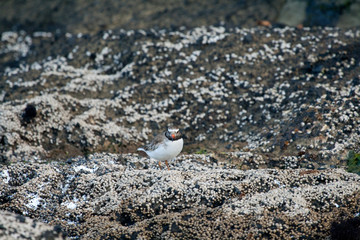 Shore plover (Thinornis novae-seelandiae)