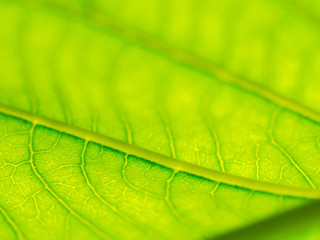 Fototapeta na wymiar Select focus of green leaf texture macro and bleary of leaves texture.Useful as background.