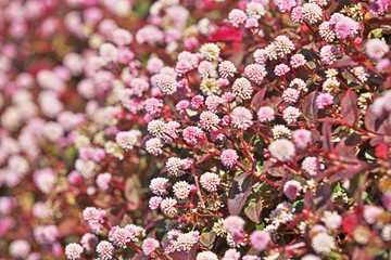 ピンクや赤のヒメツルソバの花