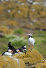 Small group of puffins standing on the rocks in the arctic
