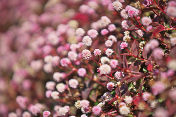 ピンクや赤のヒメツルソバの花