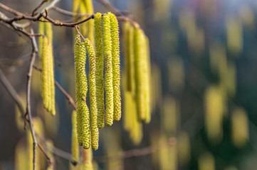 Close-up of yellow flowering hazelnut catkins (earrings) on blurred background of lot beautiful and allergenic hazel catkins Corylus avellana or Corylus maxima. Selective focus on single catkins.