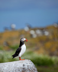 Single puffin sitting on a rock in the UK