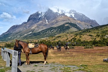 Fototapeta na wymiar Horses in Torres del Paine