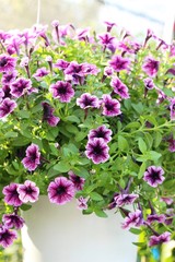 Fototapeta premium Beautiful bloom colorful flowers in the garden