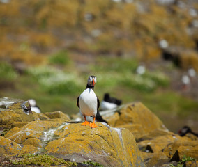 Single puffin sitting on a rock in the UK