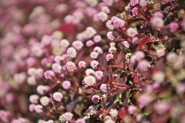 ピンクや赤のヒメツルソバの花