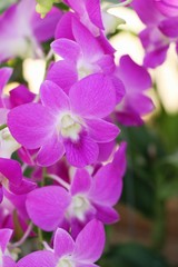 Naklejka na ściany i meble Orchid flower is beautiful in the garden
