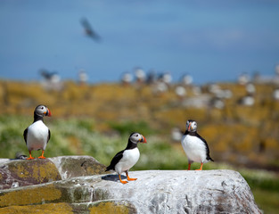 Small group of puffins standing on the rocks in the arctic