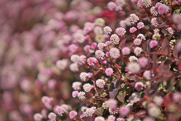 ピンクや赤のヒメツルソバの花