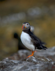 Single puffin sitting on a rock in the UK