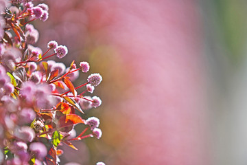 ピンクや赤のヒメツルソバの花
