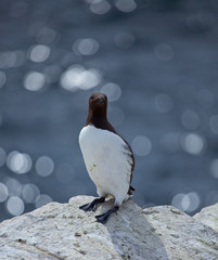 Single guillemot on a rock