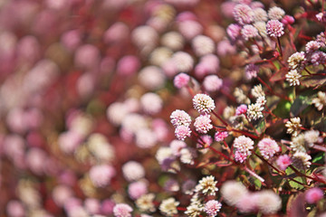 ピンクや赤のヒメツルソバの花