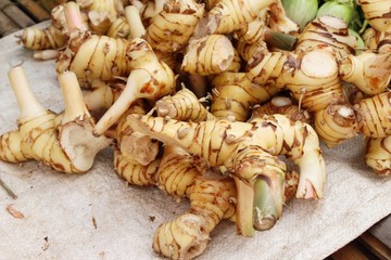 Fresh galangal for cooking in the market