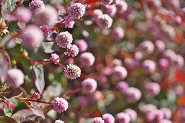 ピンクや赤のヒメツルソバの花