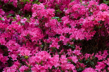 macro of pink rhododendron
