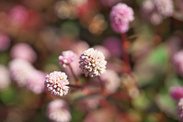 ピンクや赤のヒメツルソバの花