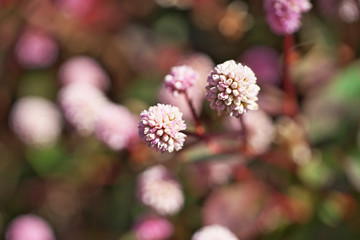 ピンクや赤のヒメツルソバの花